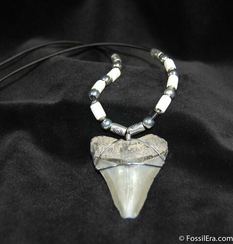 Bone Valley Megalodon Tooth Necklace #595
